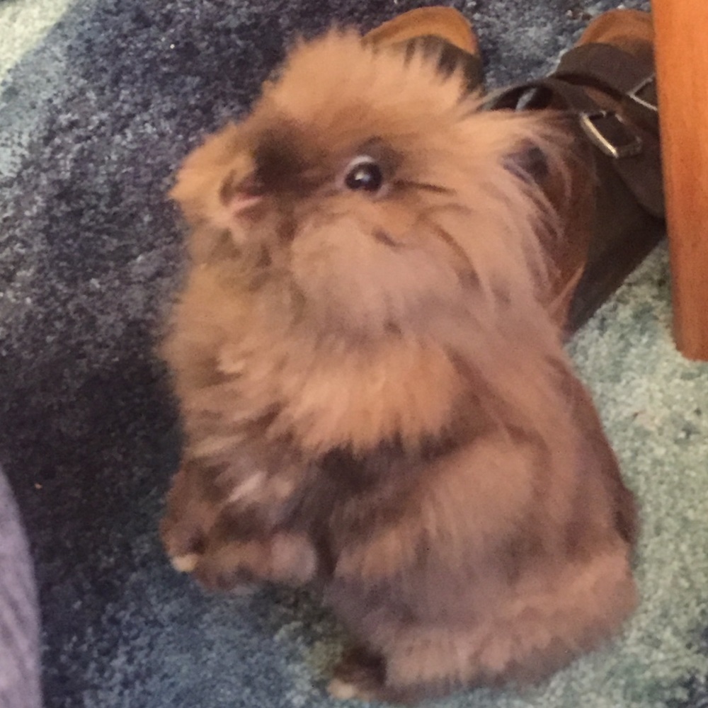 Meet your Posher, Rosebud